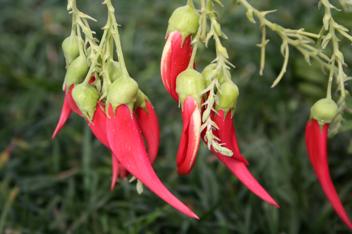 Clianthus puniceus (2)