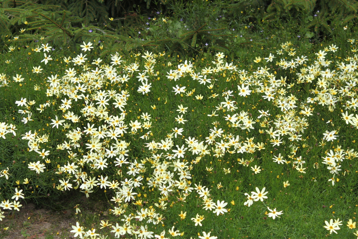 Coreopsis verticillata Moonbeam  20 1 2012 004.jpg