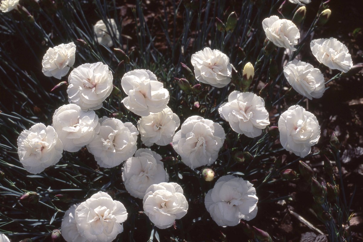 Dianthus _Far North_ 23 oct.jpg