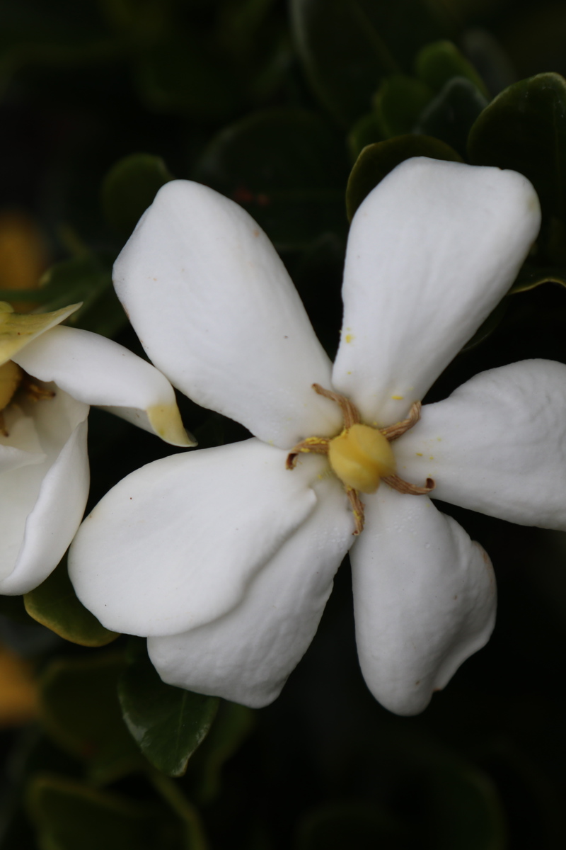 Gardenia Fragrant Star 6 5 2019 (119).JPG