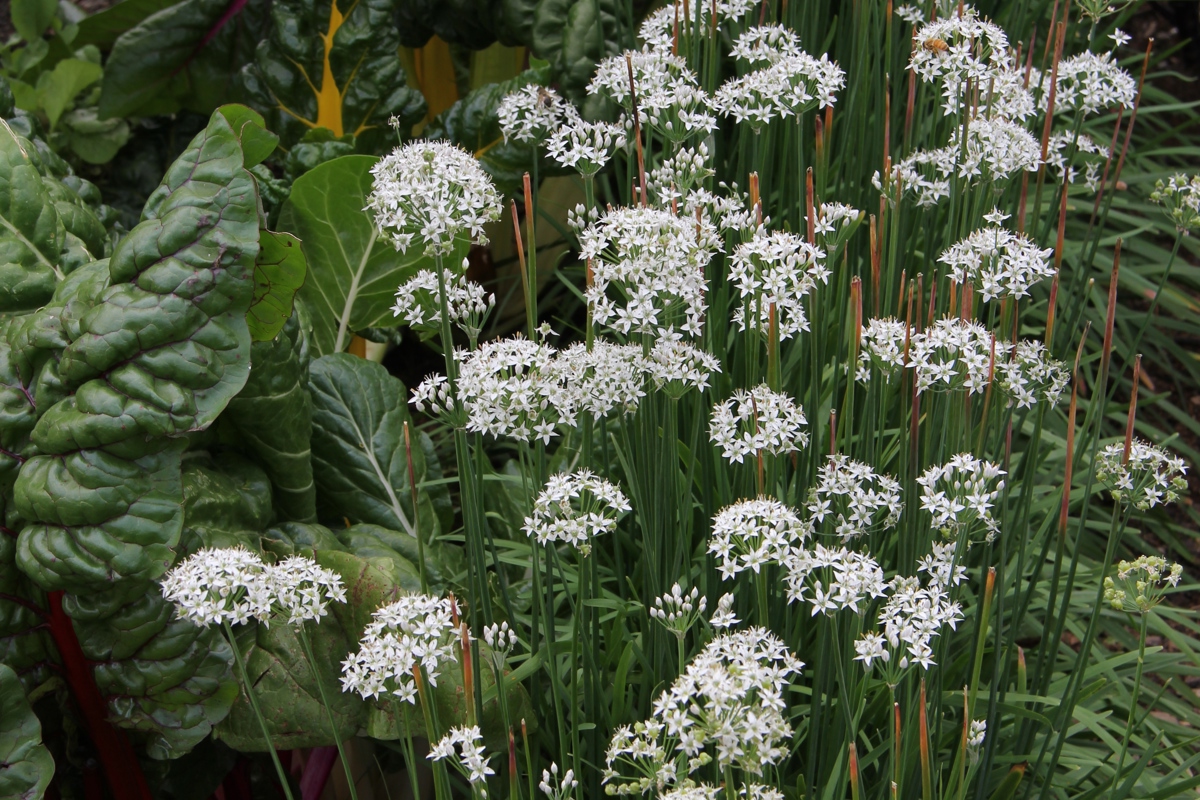 Garlic chives 20 March 2014 005.jpg