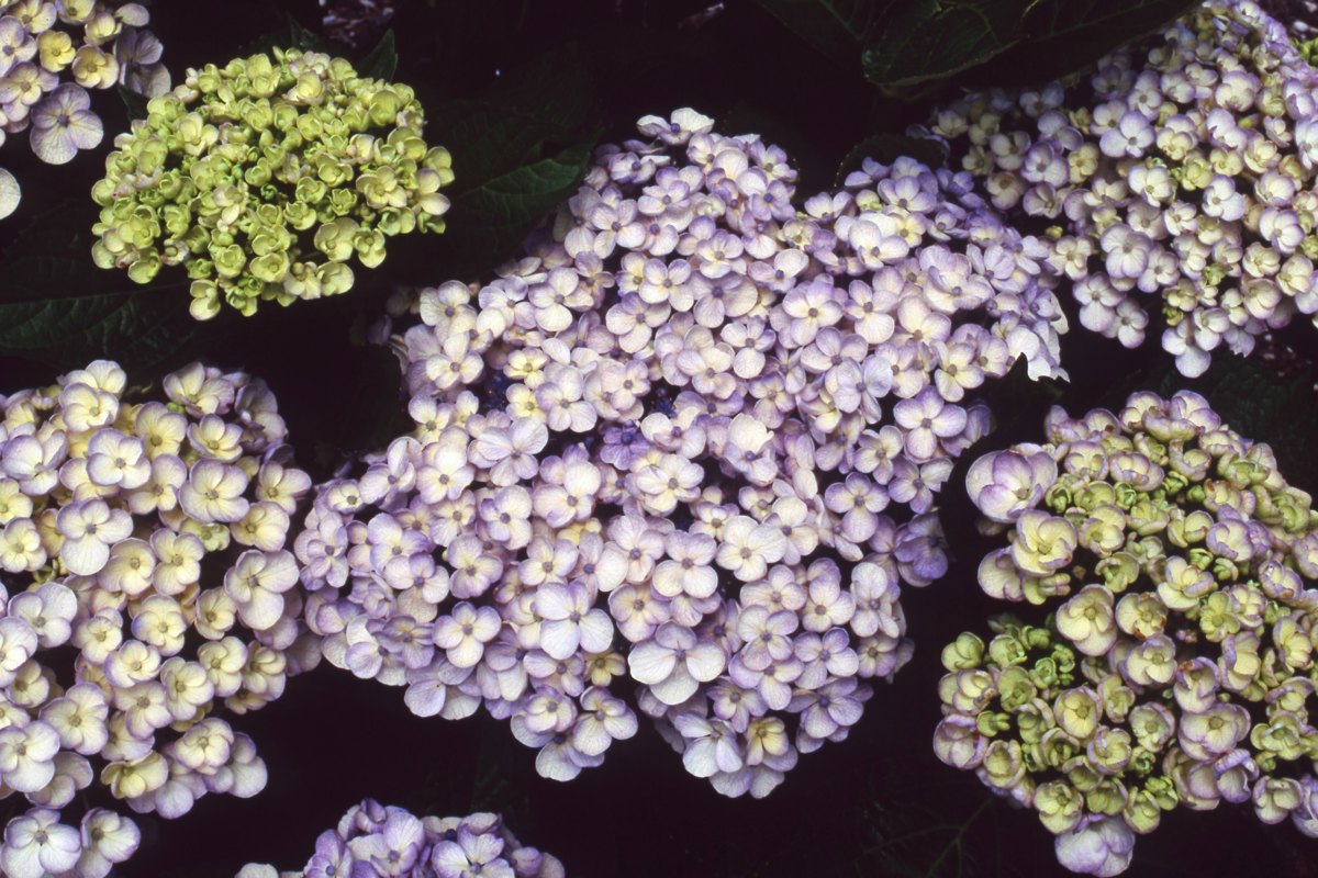 Hydrangea _Tosca_ 4 dec.jpg