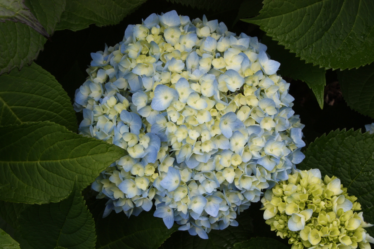 Hydrangea Generale Viscomtesse de Vibraye1 Dec 08 025.jpg