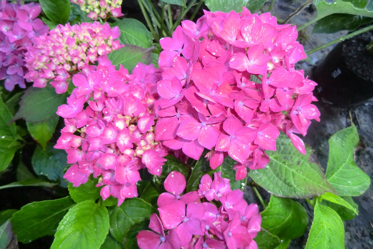 Hydrangea Hornli CIMG7215 Woodleigh Nursery.JPG