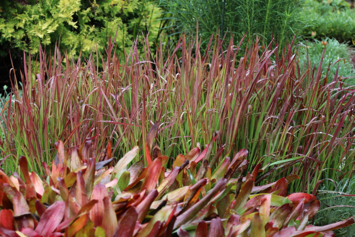 Imperata cylindrica Red Baron Ayrlies 22 2 2019 (24).jpg