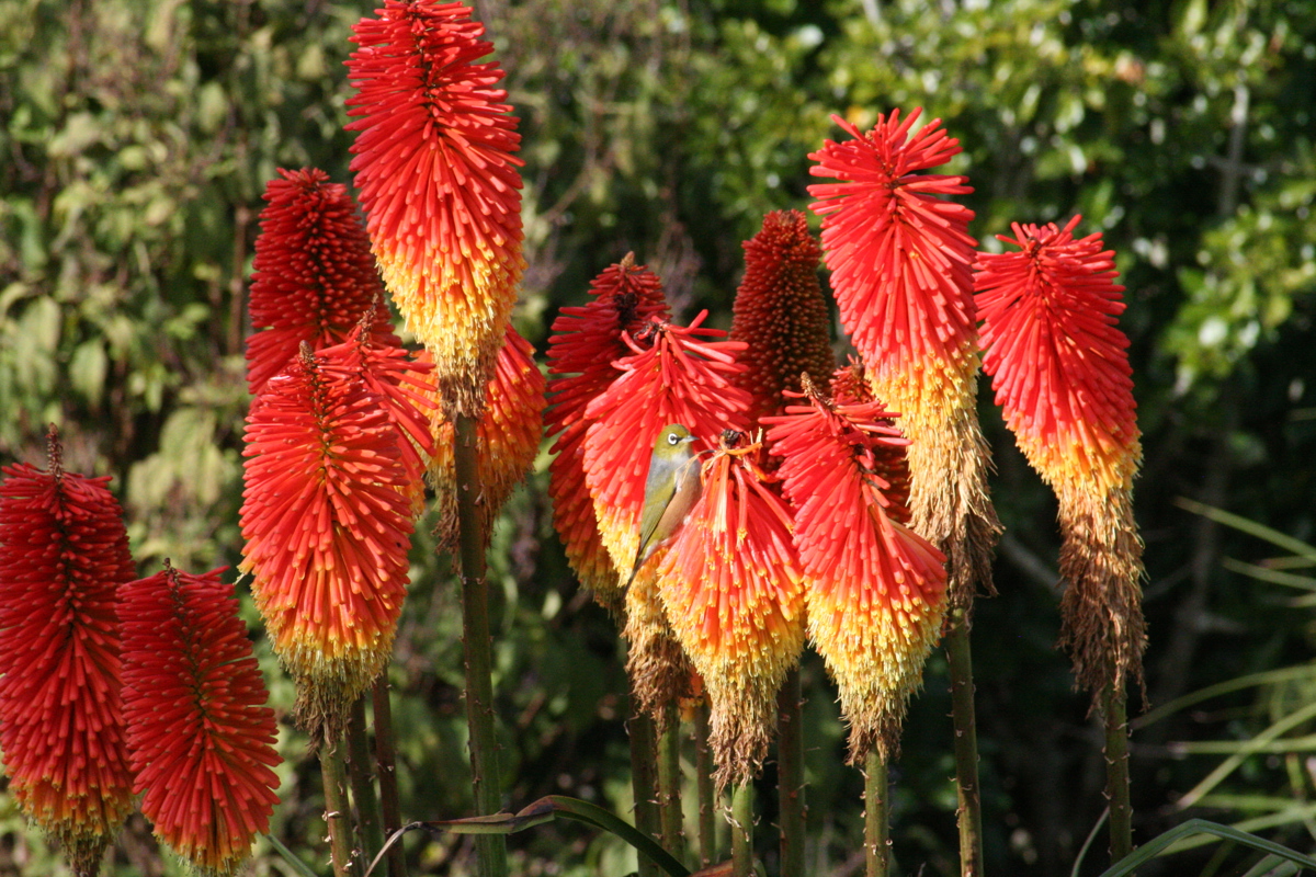 Kniphofia Winter Cheer + bird 12 June 08 013.jpg