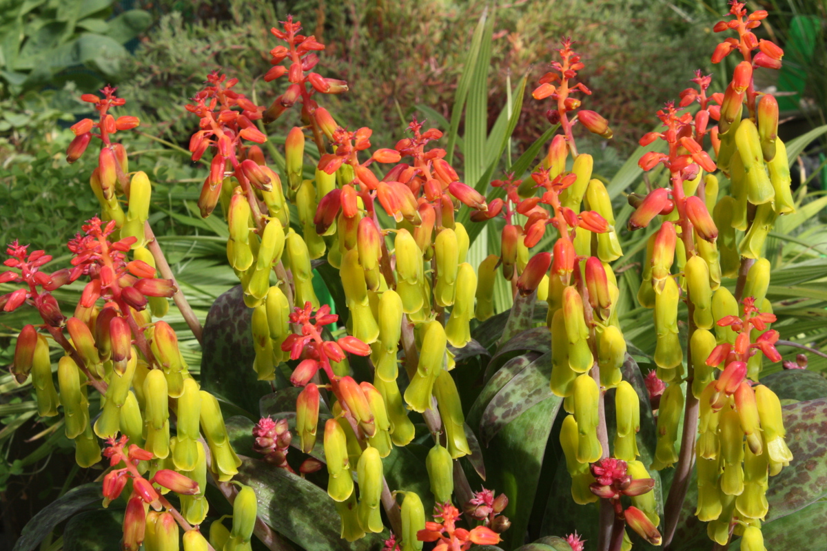 Lachenalia aloides 28 8 09 023.jpg