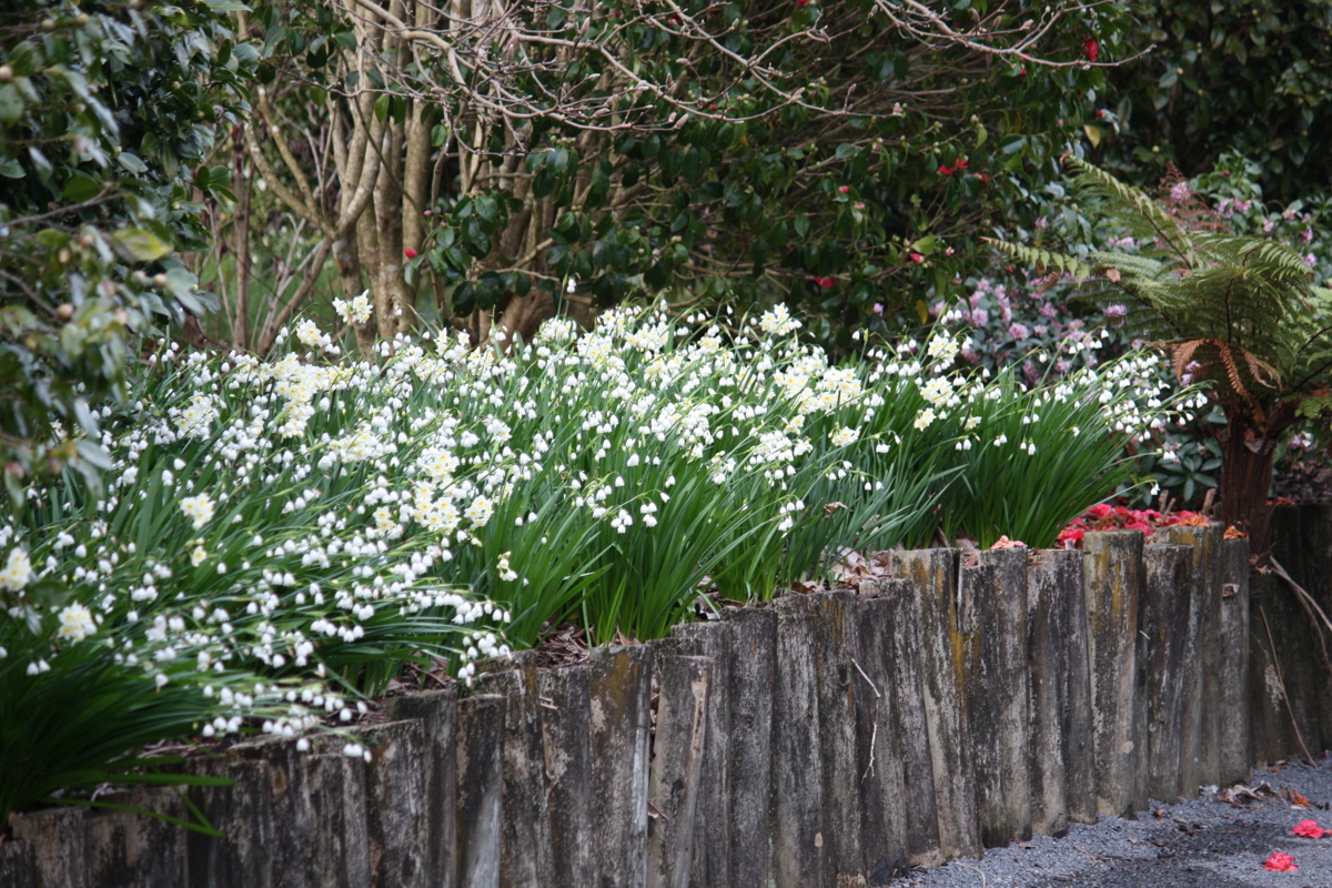 Leucojum aestivum 4 8 09 024.jpg