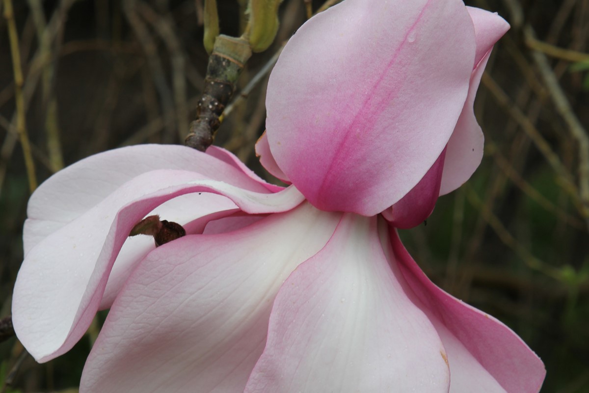 Magnolia Kews Surprise 4 9 2015 (51).JPG