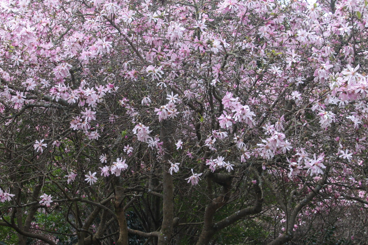 Magnolia Kobus var. loebneri _Leonard Messel_ Sept 5 06.JPG