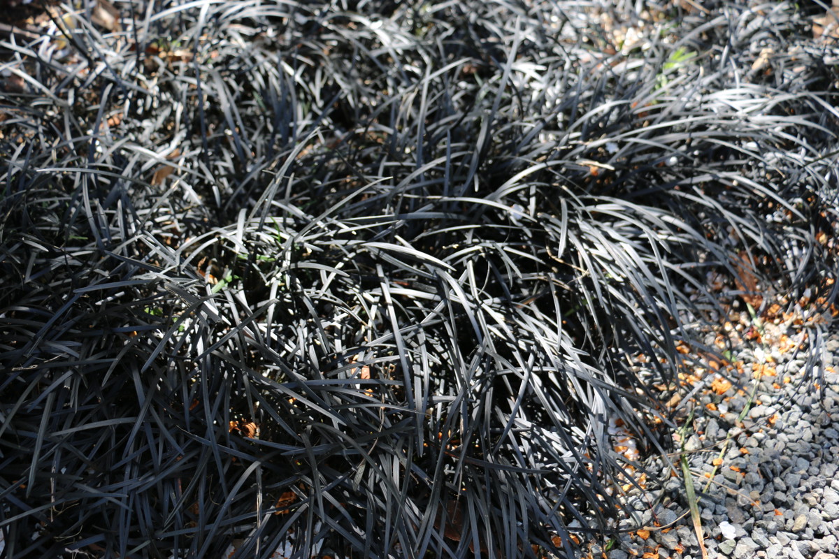 Ophiopogon planiscapus _Nigrescens_.JPG