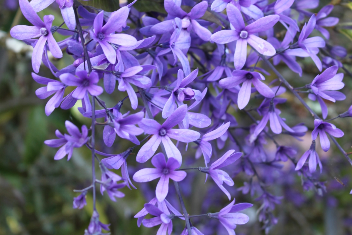 Petrea volubilis 4 Nov 2011 020.jpg