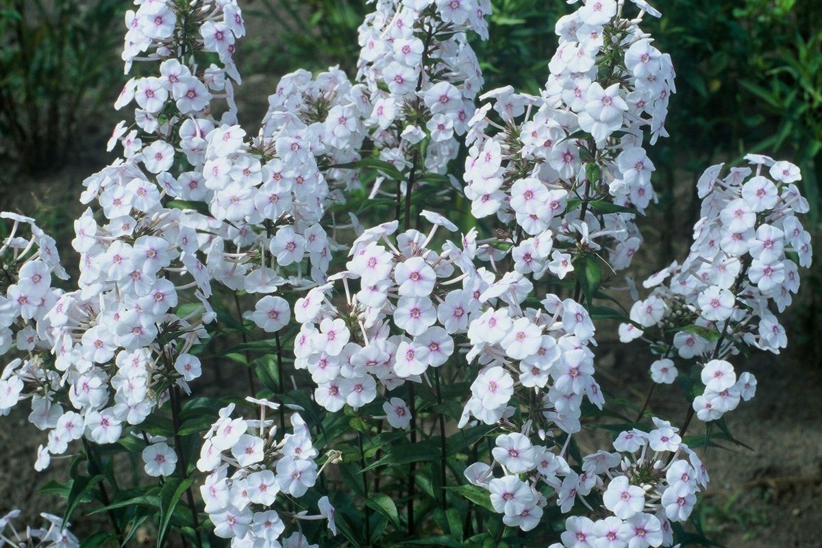 phlox omega.jpg