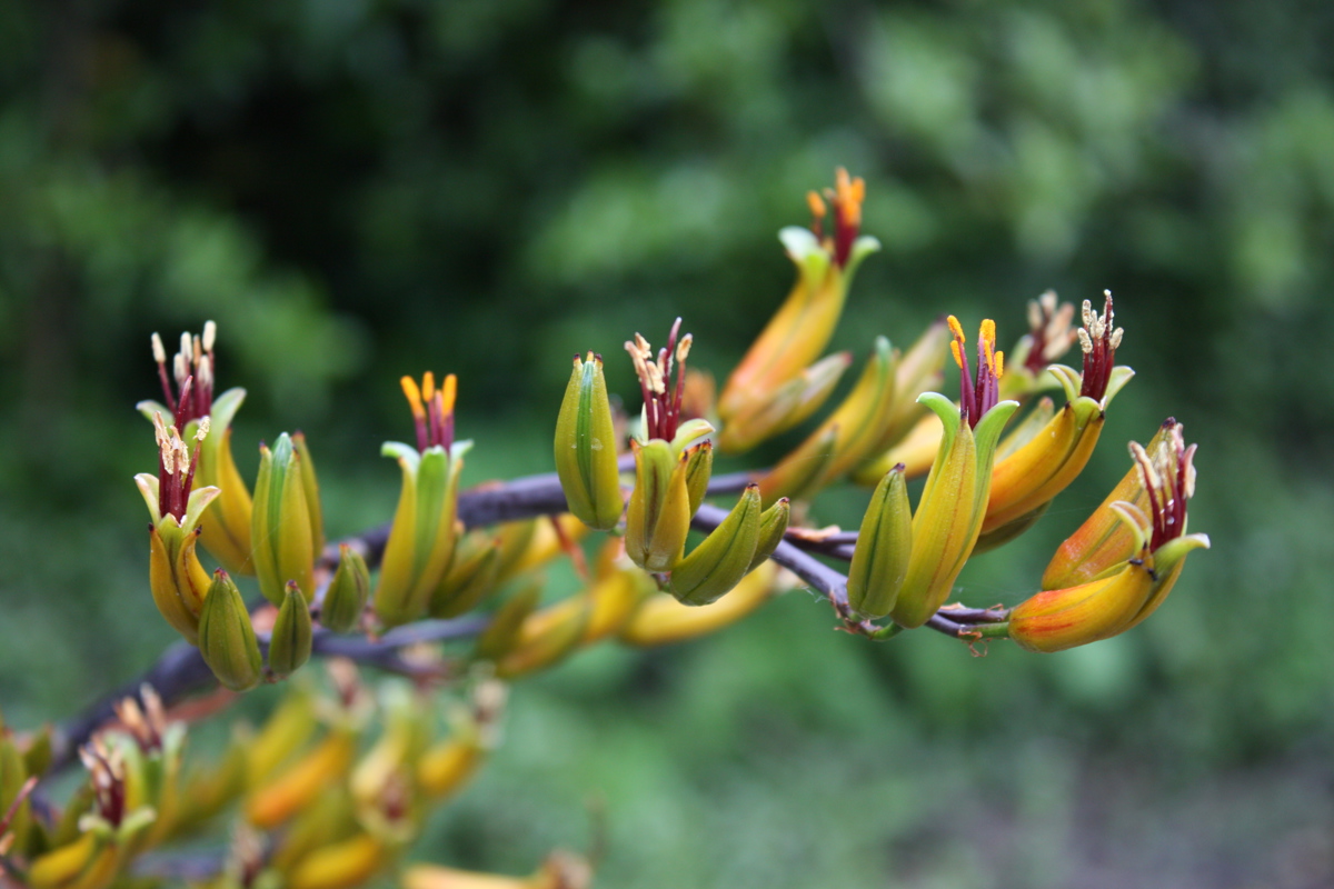 Phormium cookianum 29 Oct 2008 037.jpg