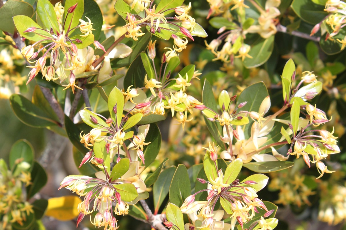 Pittosporum cornifolium 29 Sept 2011 005.jpg