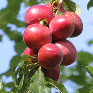 Auckland Tree Crop Sale image