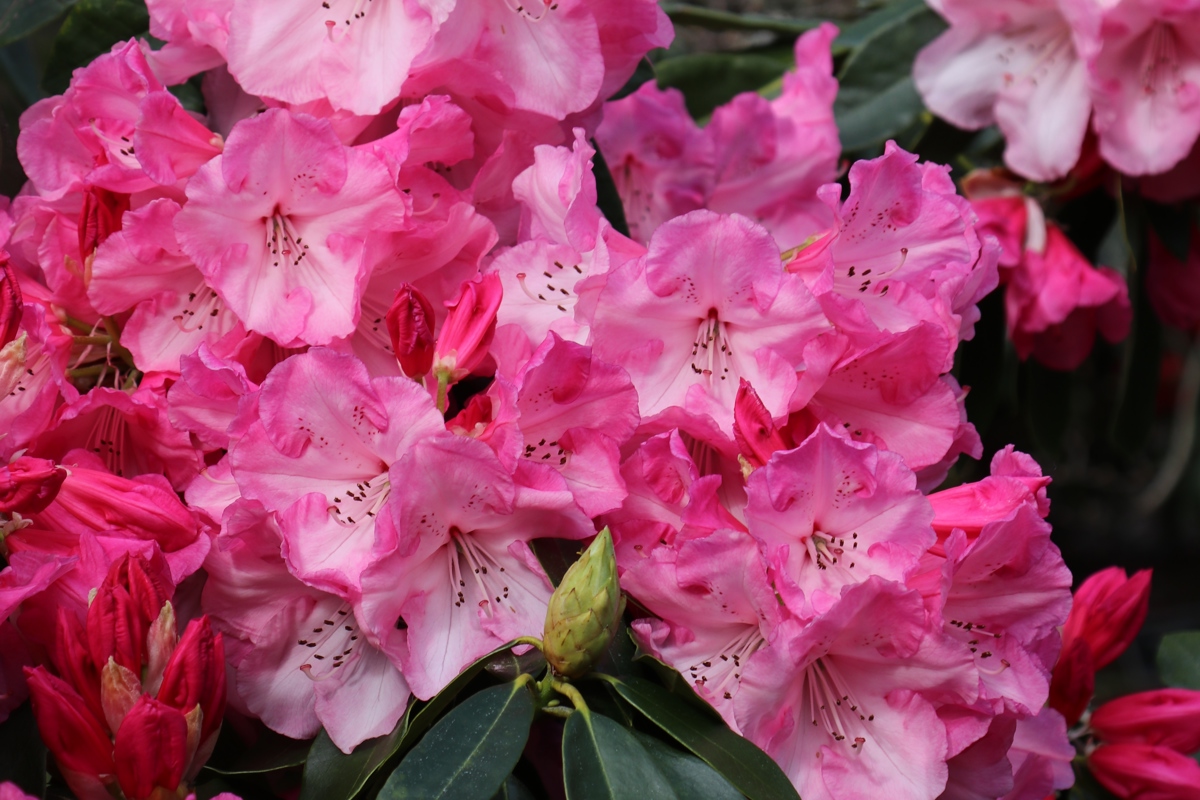 Rhododendron Dame Nellie Melba 17 9 2018 (12).JPG