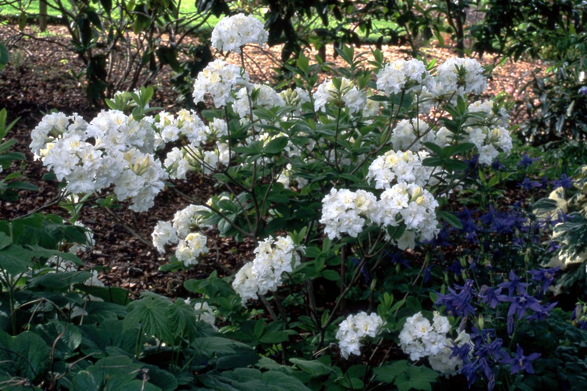 Rhododendron azalea _Pavlova_.jpg