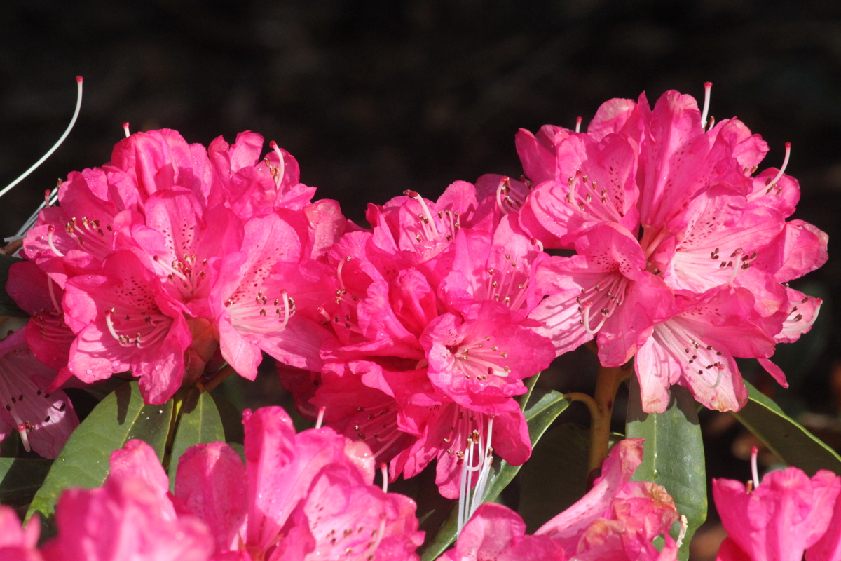 Rhododendron Sir Robert Peel 24 August 2012 026.jpg