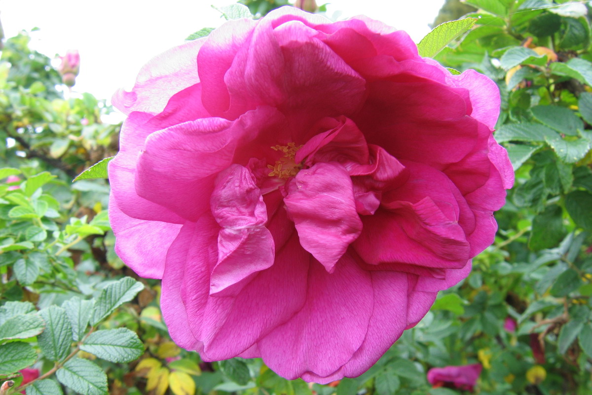 Rosa Roseraie de l_ Hay.jpg