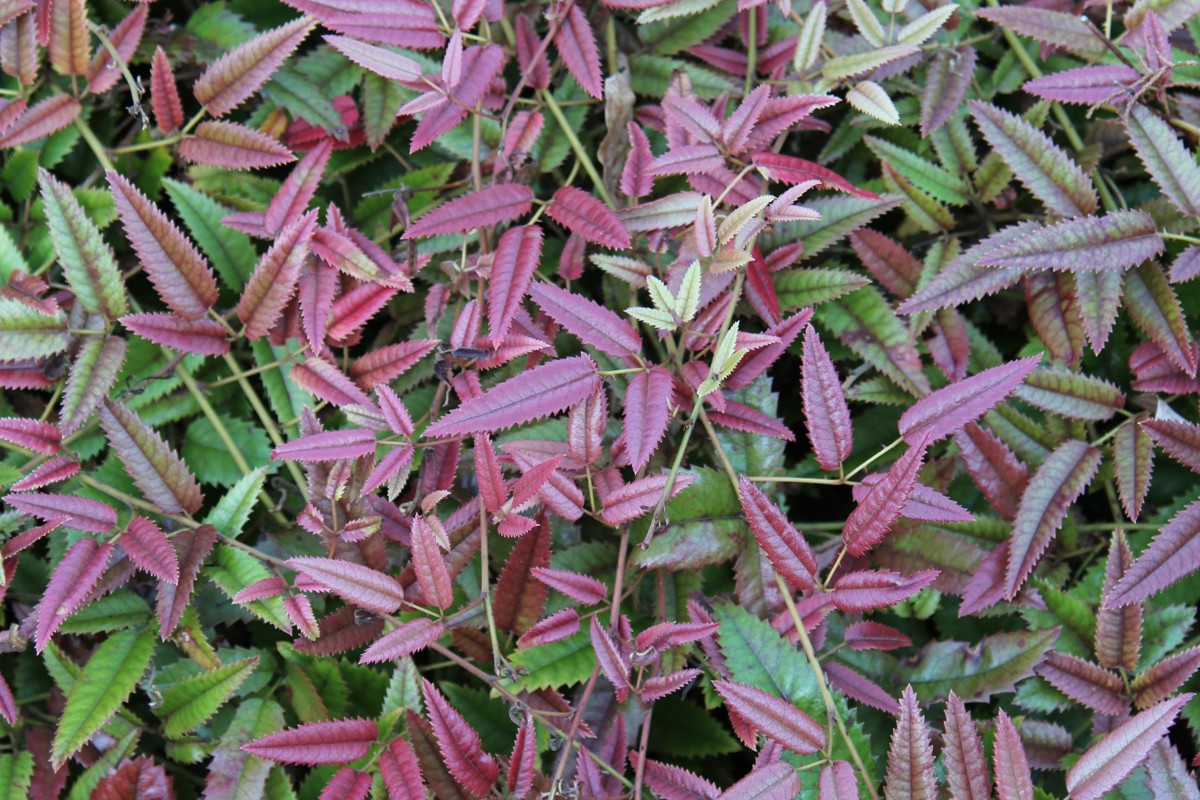 Rubus x barkeri Ayrlies 9 July 2015 (17).JPG