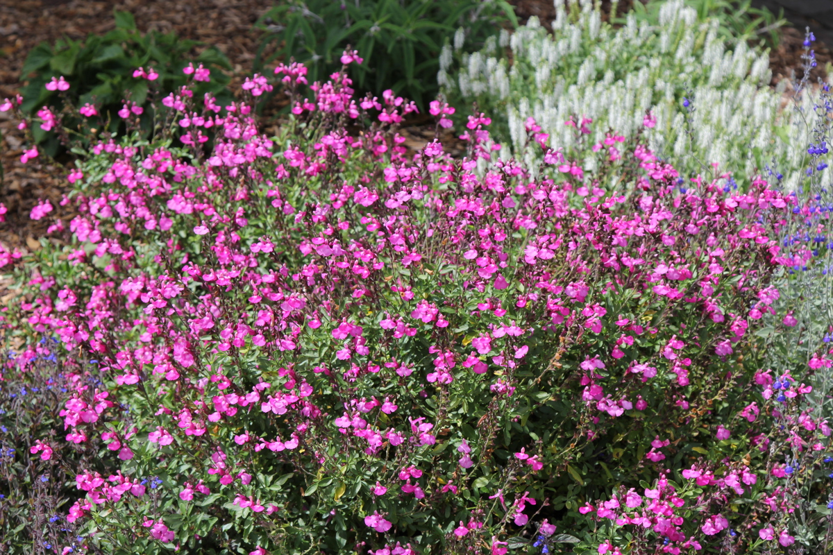 Salvia microphylla 23 12 2016 (13).JPG