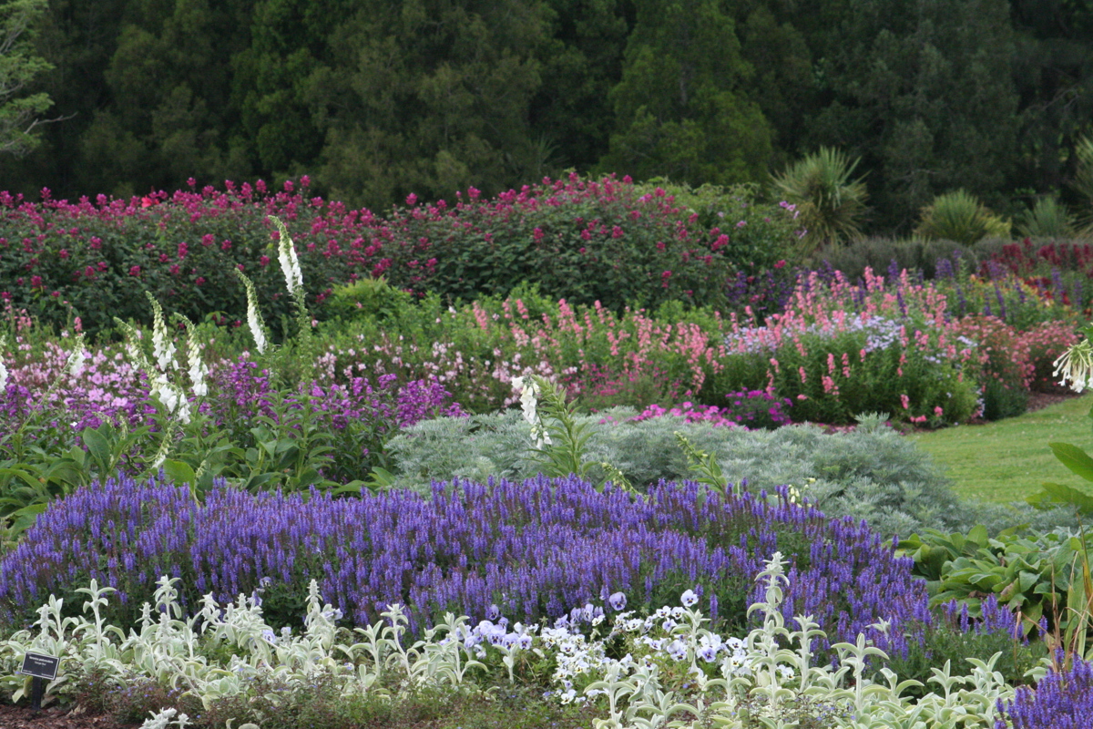 Salvia nemorosa Blue Hills 10 Dec 07 001 (6).jpg