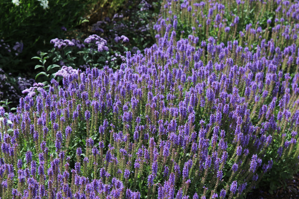 Salvia x sylvestris Blauhugel 23 12 2016 (5).JPG