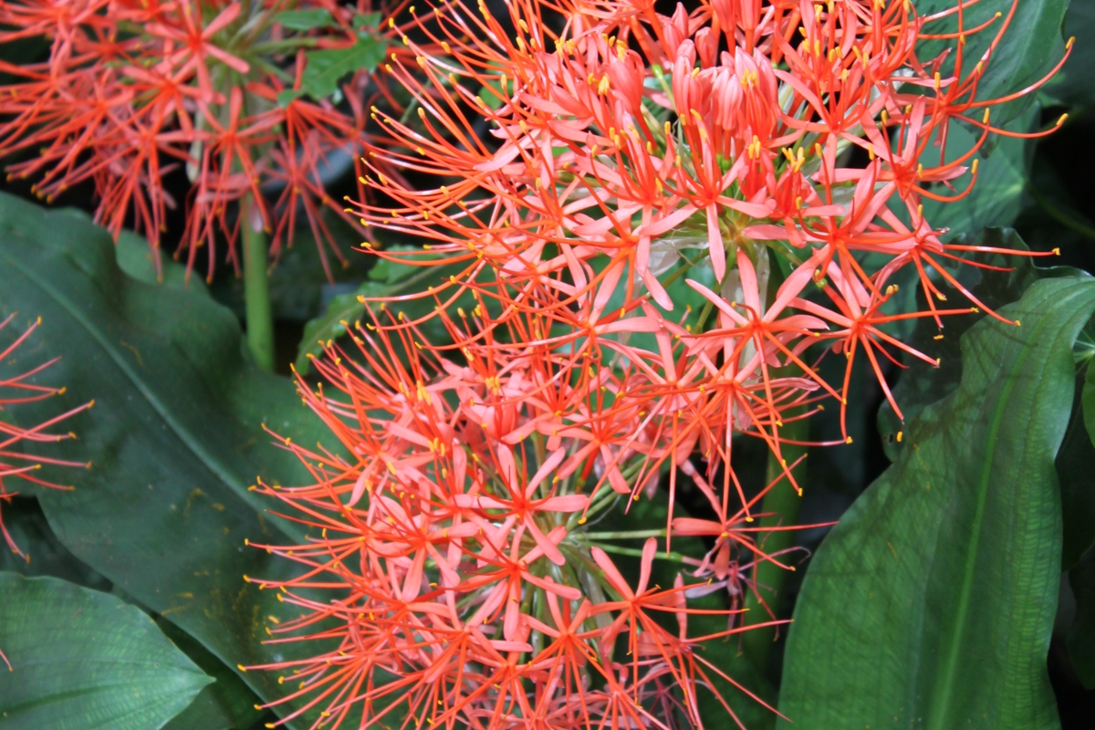 Scadoxus multiflorus ssp. katherinae 11 2 2011 008.jpg