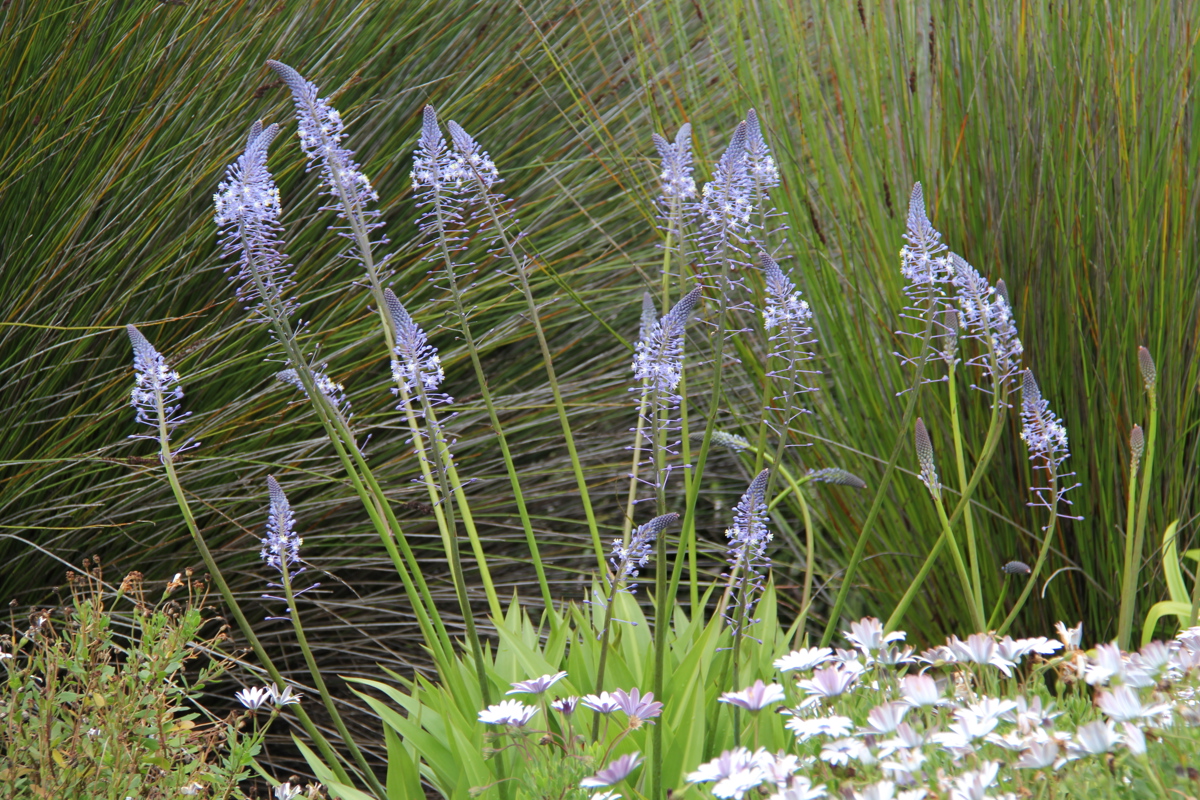 Scilla natalensis 18 Oct 2013 015.jpg