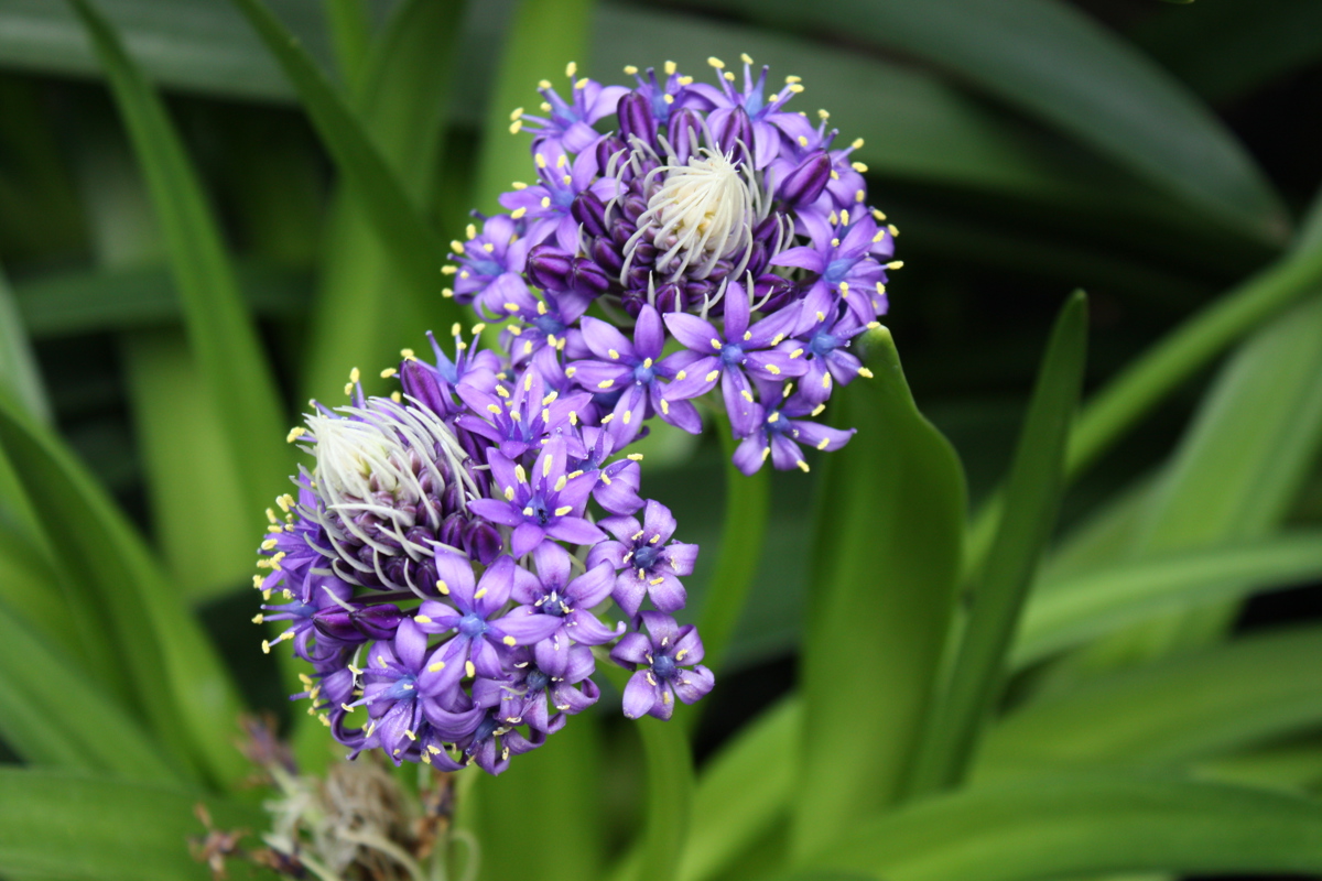 Scilla peruviana 11 Sept 2008 065.jpg