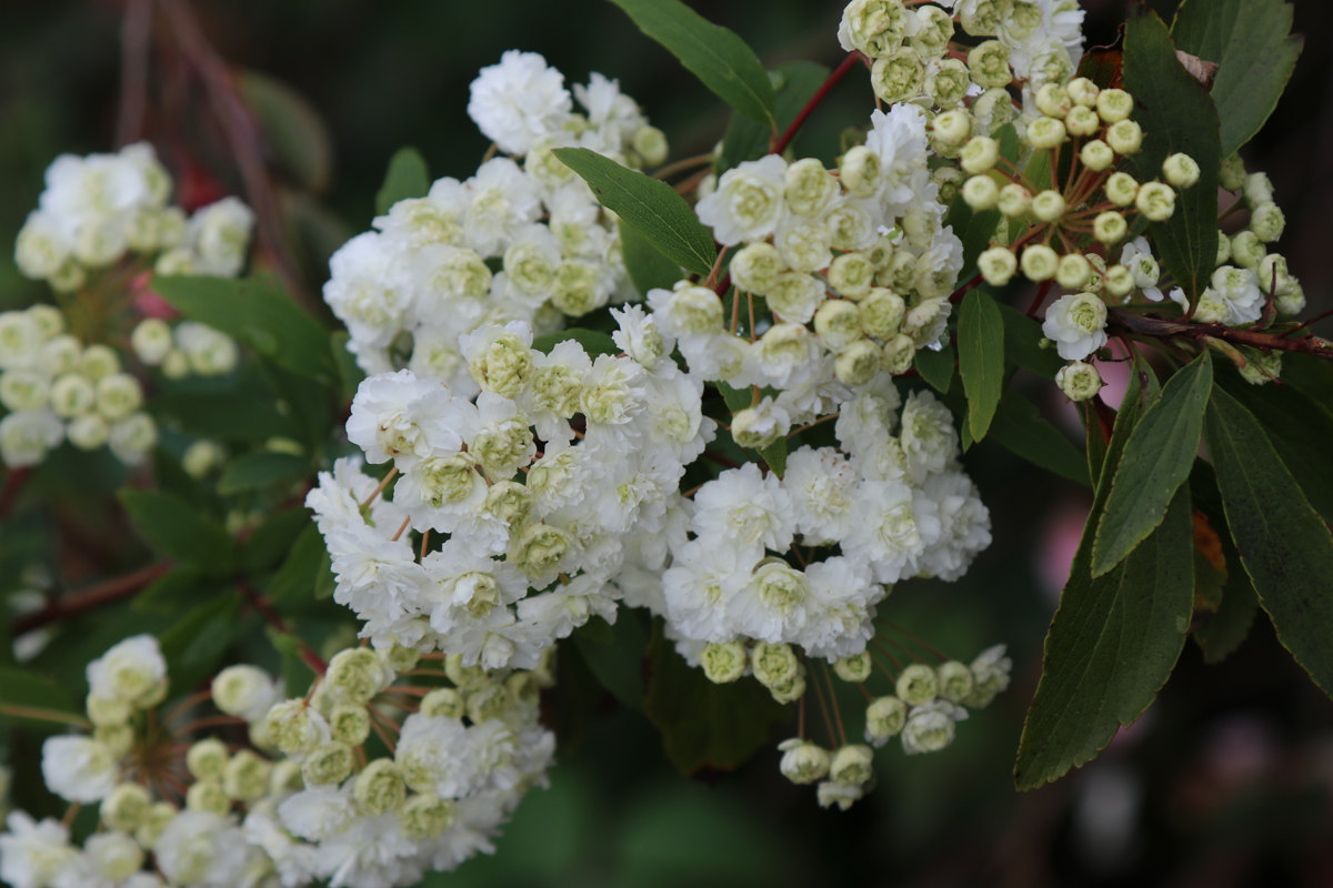 Spiraea japonica Alba 19 9 2018 (38).JPG