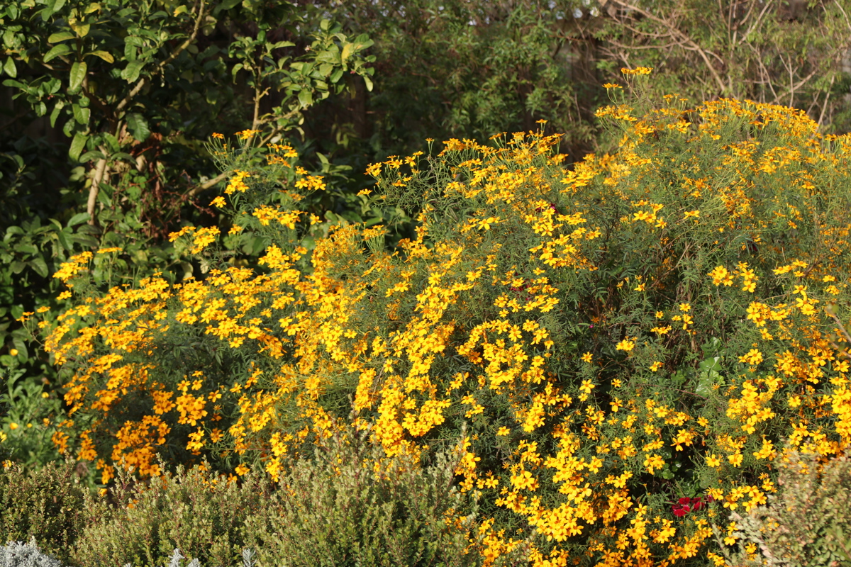 Tagetes lemmonii 1 6 2019 (2).JPG