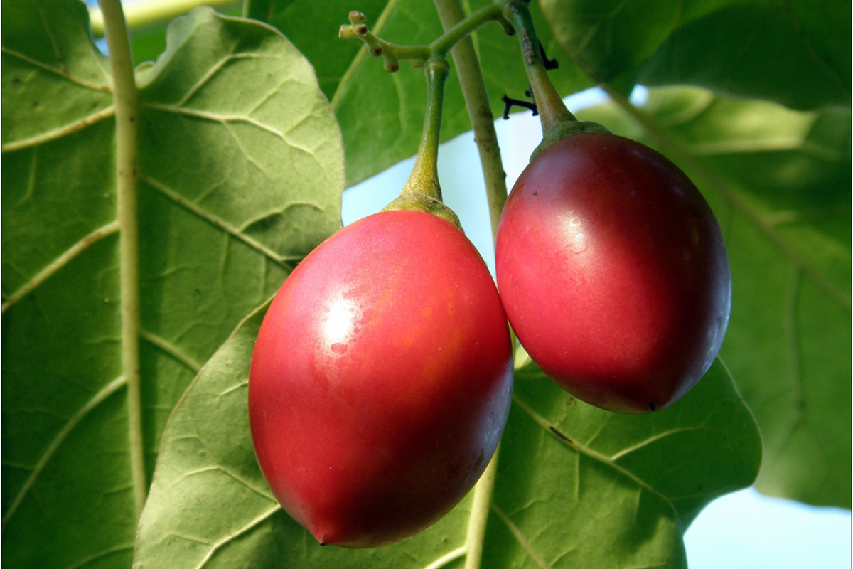 Tamarillo w_tomnerdich.jpg