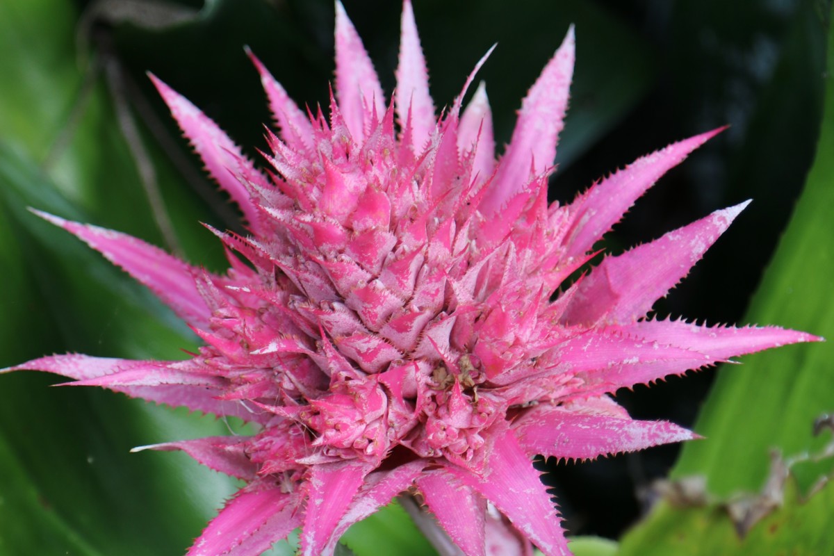 Aechmea fasciata (2)