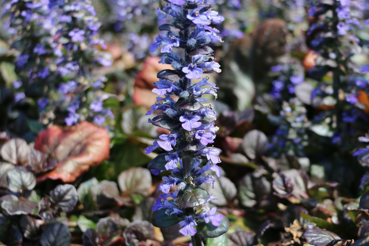 Ajuga reptans 'Catlin's Giant'