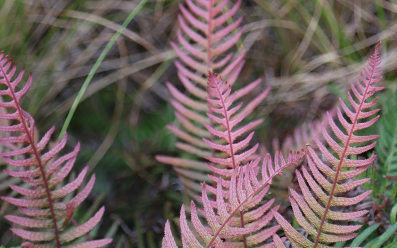 Blechnum parrisiae syn. Doodia australis