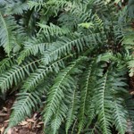 Blechnum parrisiae syn. Doodia australis