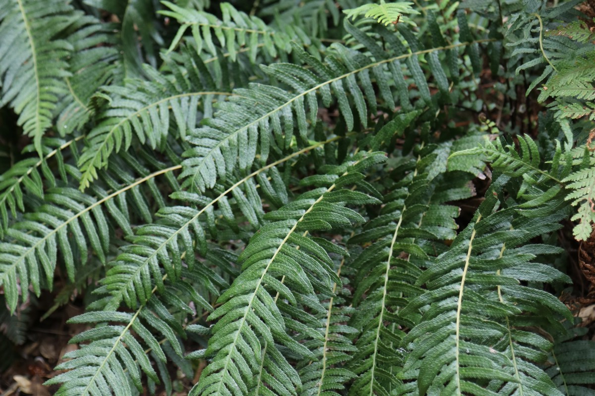 Blechnum parrisiae syn. Doodia australis (1)