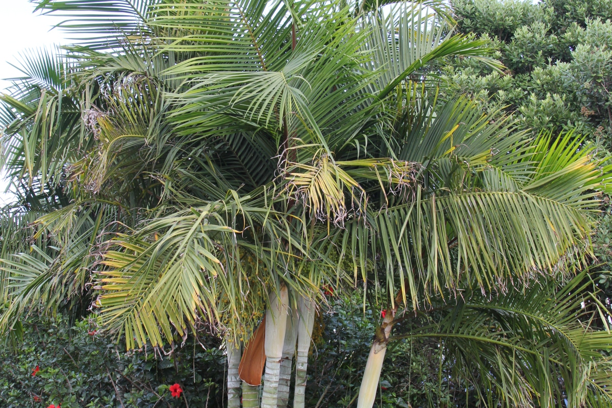 Dypsis baronii