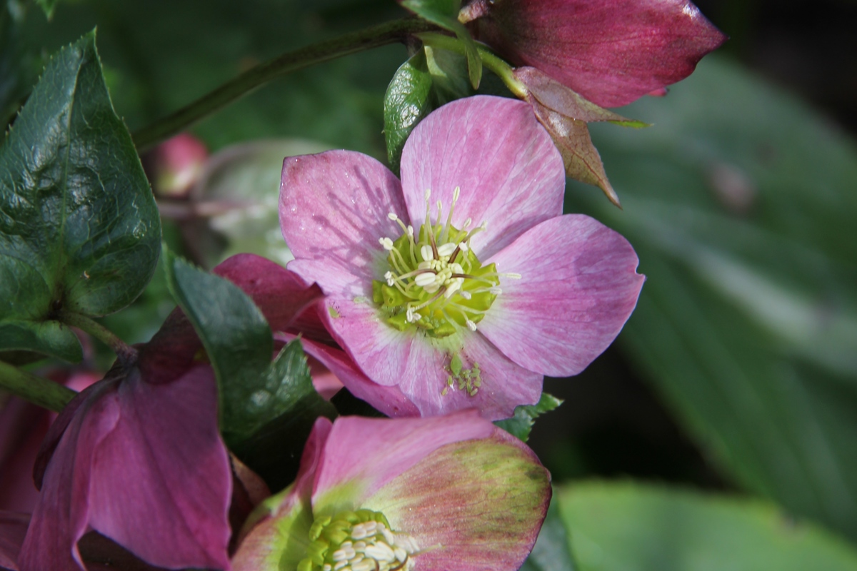 Helleborus Winter Joy Bouquet 28 June 2013 043.jpg