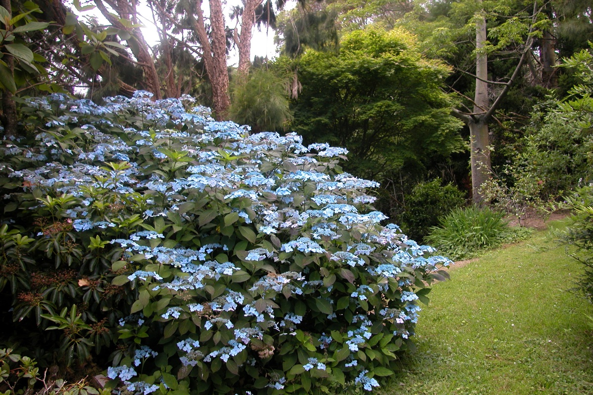 Hydrangea 'Blue Deckle'