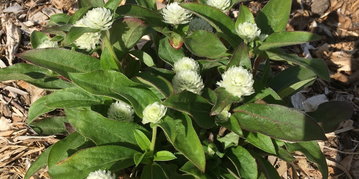 Gomphrena 'Buddy White'