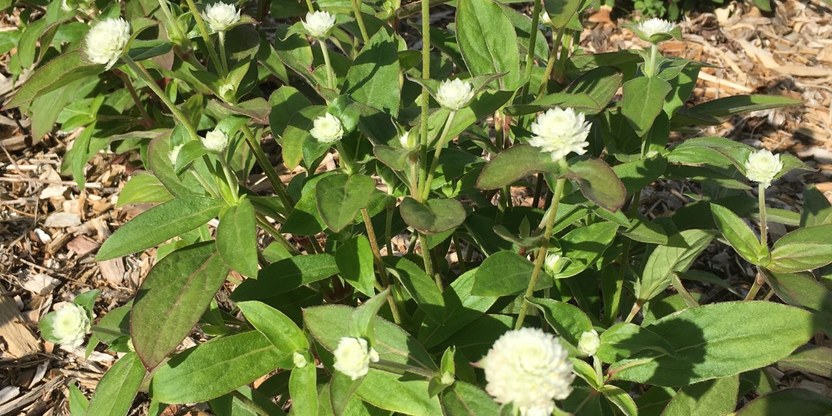 Gomphrena 'QIS White'