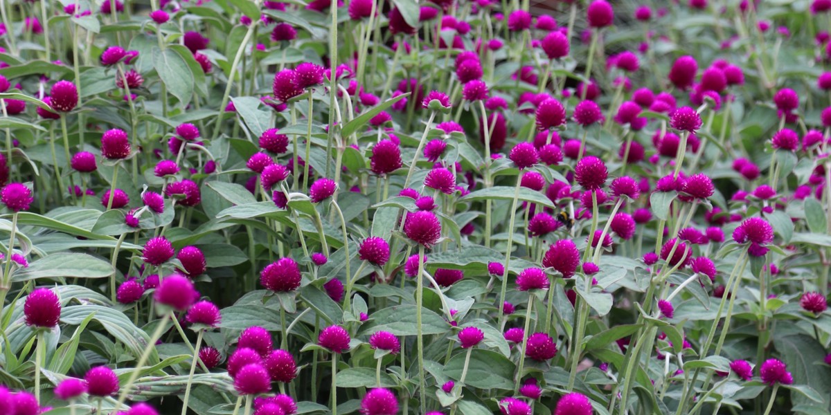 Gomphrena 'Audray Purple Red'