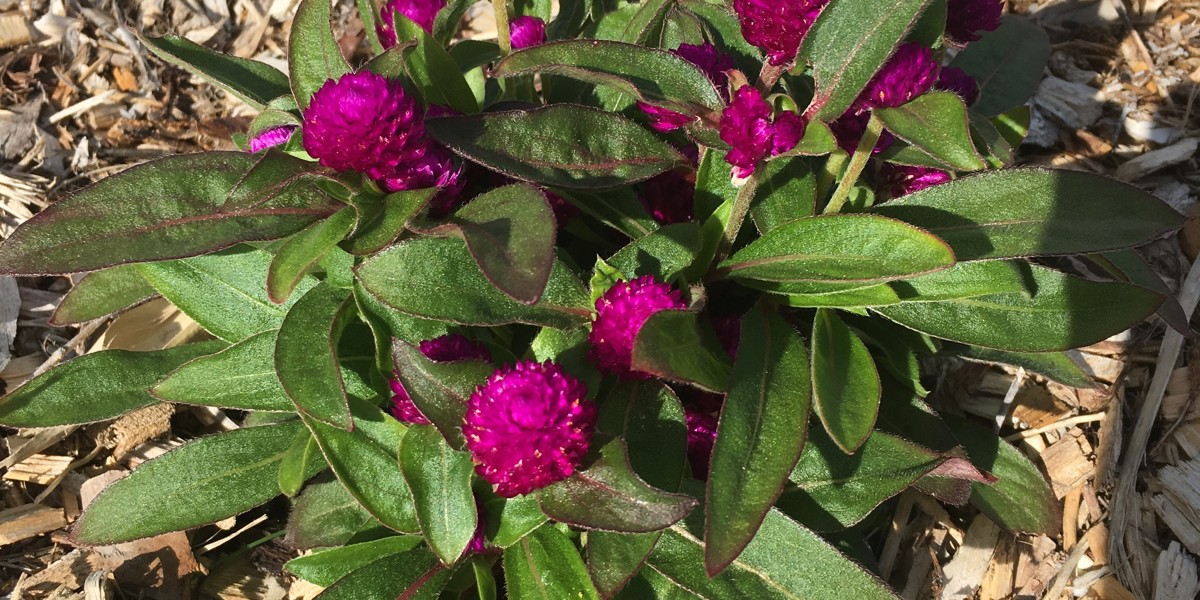 Gomphrena 'Buddy Purple'