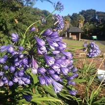 Agapanthus for Auckland image