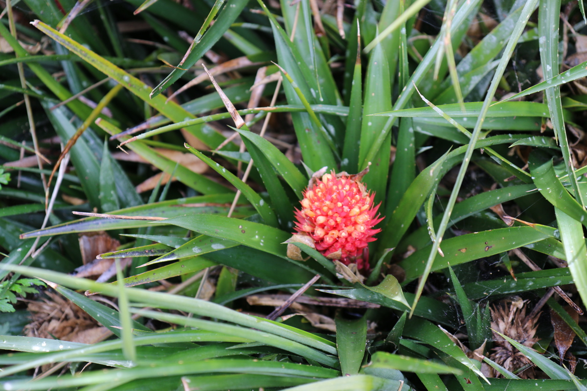 Aechmea recurvata (4).JPG