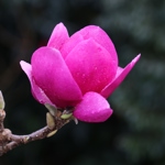 Magnolia 'Cleopatra'