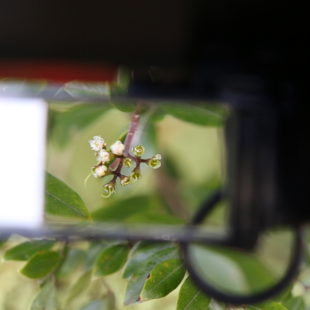 Through the magnifying glass image